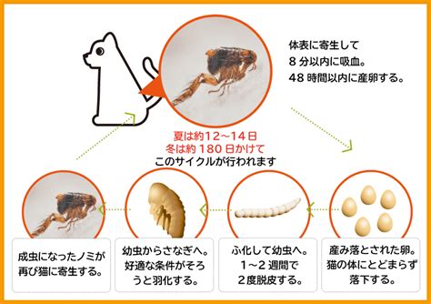 ネコノミとは？完全ガイド