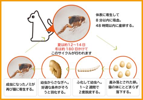 ネコノミの種類とライフサイクル