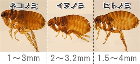 ネコノミ人間: ネコノミの症状、治療、予防