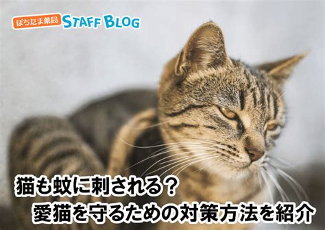 ネコノミ徹底対策ガイド: 愛猫と家族を守るために