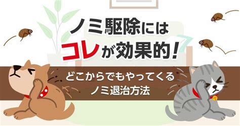 ネコノミ退治の徹底ガイド：安全で効果的な方法