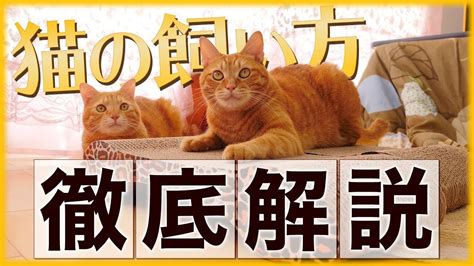 ネコ10000匹を飼う方法