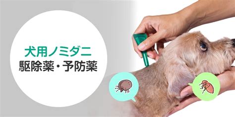 ノミとダニの予防：愛犬を守るための完全ガイド