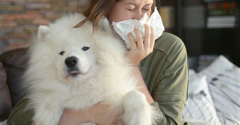 ハウスダストアレルギーがあっても犬を飼える？