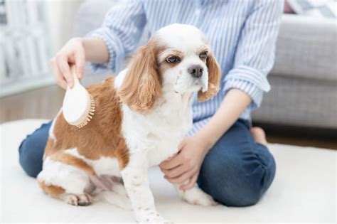 ハウスダストアレルギーでも犬を飼いたい！飼い方と注意点