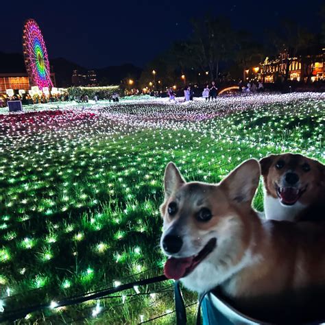 ハウステンボスで愛犬と一緒に楽しむための完全ガイド