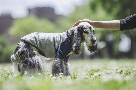 ハッピーで健康な愛犬を育てるための究極ガイド