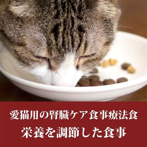 ハッピーキャット腎臓 - 愛猫の大切な臓器を守るための完全ガイド