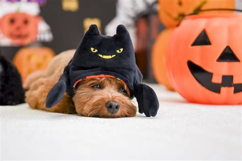 ハロウィン 犬用: 愛犬を怖かわいく変身させるためのアイディア集