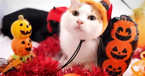 ハロウィン 猫 しっぽで愛猫と最高に楽しい時間を過ごそう！