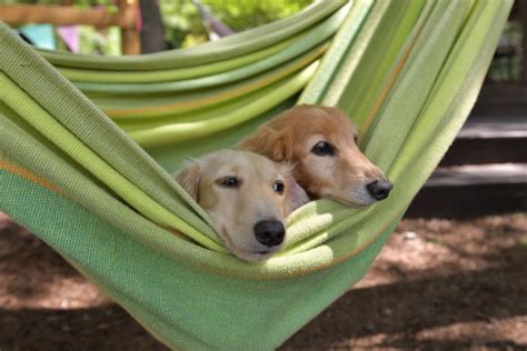 ハンモックでリラックスした犬のための究極ガイド