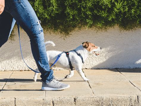 ハーネスと首輪の種類