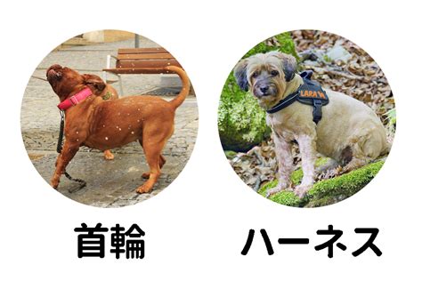 ハーネスと首輪を賢くつなげて、愛犬の安全と快適性を確保