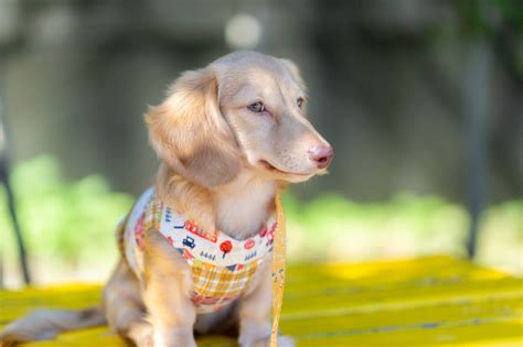 ハーネスの人気：愛犬家のための不可欠なガイド