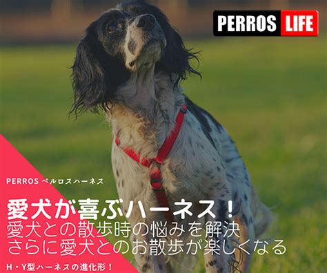 ハーネスの選び方：愛犬の安全と快適性を確保する