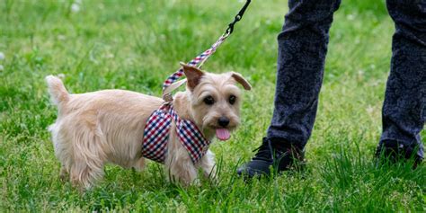 ハーネスの選び方：最適なハーネスで愛犬の安全と快適性を確保する究極ガイド