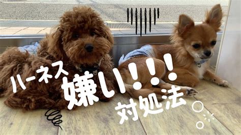 ハーネスを嫌がる犬にどう対処するか？