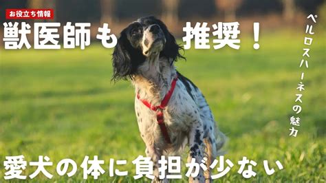 ハーネスウェア　～愛犬との安全で快適なお散歩を叶える～