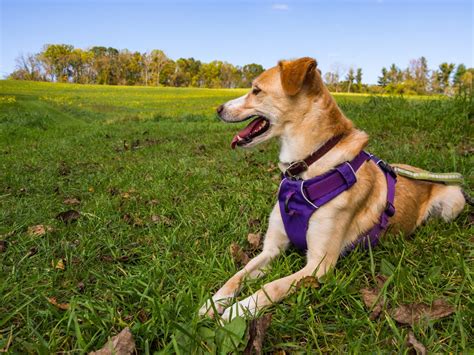 ハーネスランキングで選ぶ、愛犬に最適なハーネス