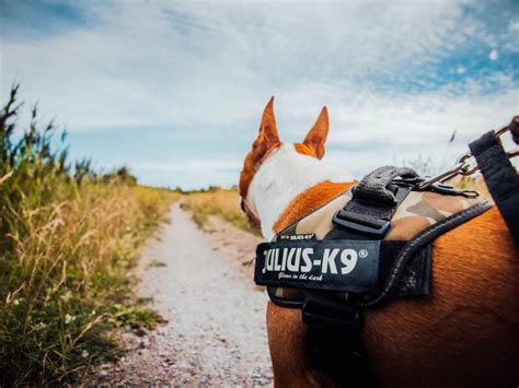 ハーネス・ユリウスで愛犬を安全かつ快適にお散歩しよう