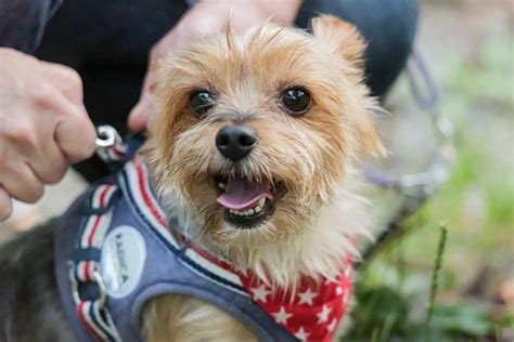 ハーネス犬の選び方：愛犬の安全と快適性を確保するためのガイド