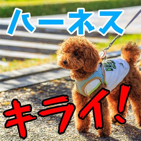 ハーネス着用を嫌がる犬への対処法