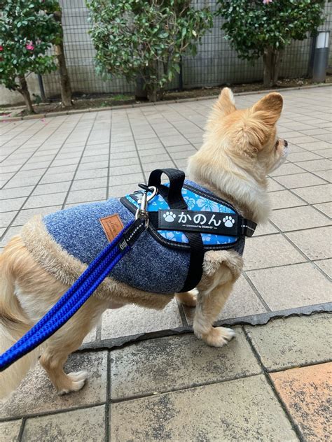 ハーネス ユリウスで愛犬を守ろう