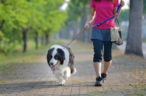 ハーネス リードで愛犬との散歩を快適に！