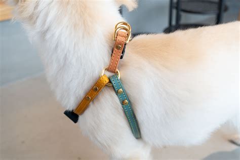 ハーネス レザー 犬：完璧な選択のガイド