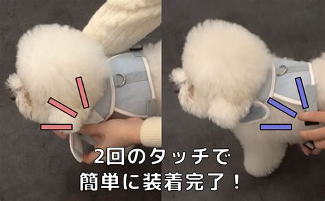 ハーネス 嫌がるワンちゃんへの対処法