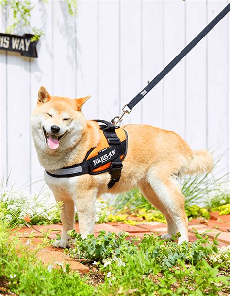 ハーネス 犬 抜けられない：愛犬の安全を守るための徹底ガイド