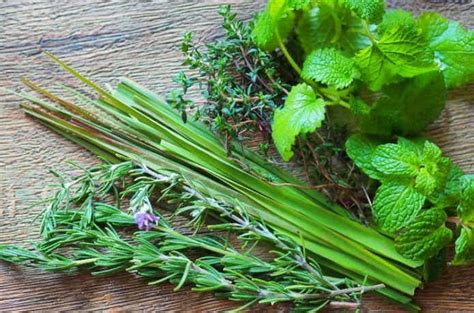 ハーブが虫除けに効果的な理由とおすすめスプレー