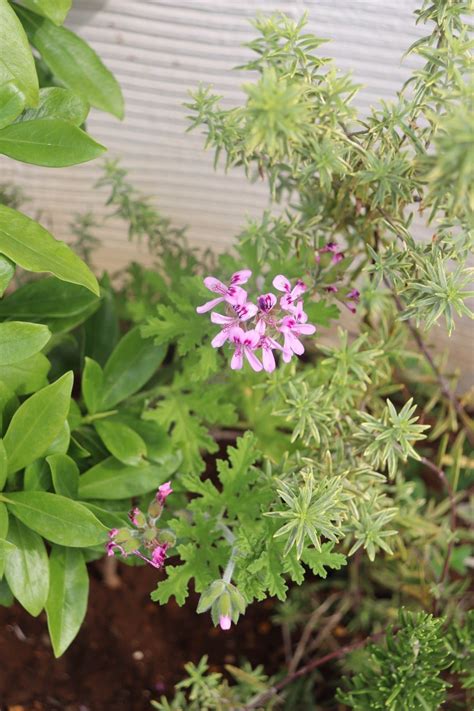 ハーブで蚊の悩みにサヨナラ！自然の力で害虫対策