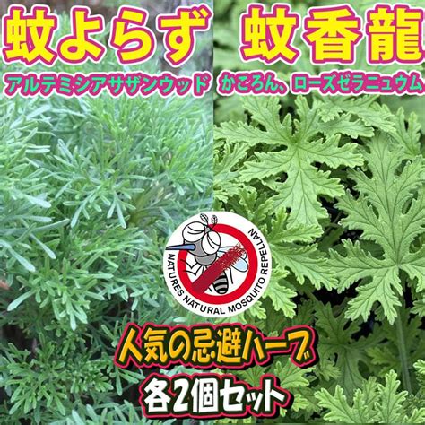 ハーブで蚊を寄せ付けない、天然の防虫法