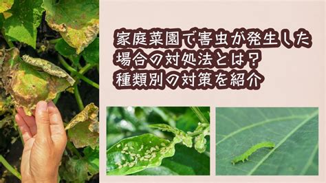 ハーブは害虫対策に効果的！種類別効能・活用法を徹底解説