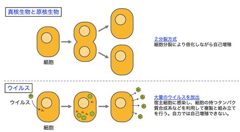 バクテリアとウイルスの増殖：