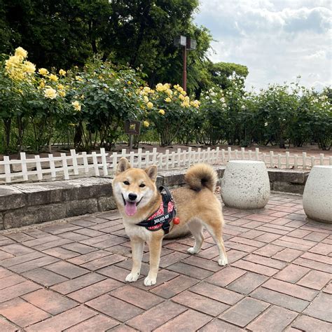 バラ園とドッグランの夢のコラボレーション