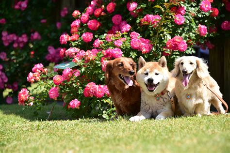 バラ園とドッグランの融合：愛犬と花を楽しむ至福の時