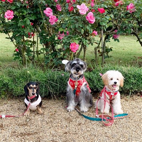 バラ園ドッグランで愛犬と楽しいひとときを