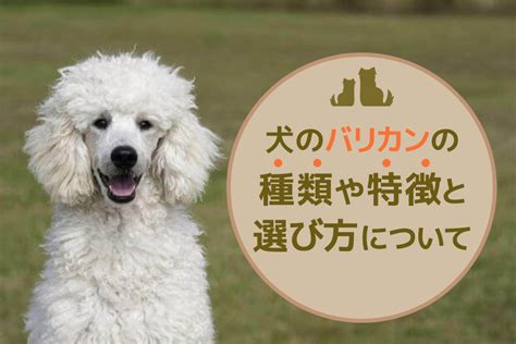 バリカン負け犬にさよならを！犬のバリカン選びと使い方の完全ガイド