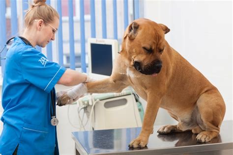 バリカン負け犬の原因