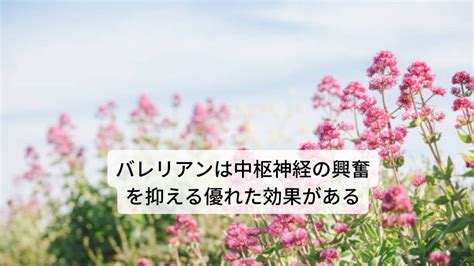 バレリアン：愛犬の不安とストレスを和らげる自然の救済策