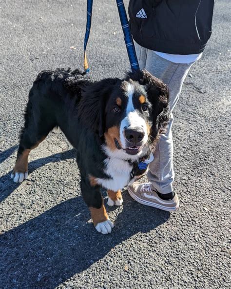 バーニーズマウンテンドッググッズで愛犬との時間をより豊かに！