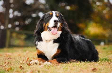 バーニーズ マウンテン ドッグ グッズで愛犬の生活を豊かに