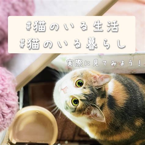 パウチ猫との幸せな暮らし：包括ガイド