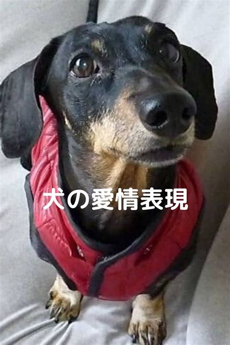 パッド犬: 愛情と思いやりを込めたパートナー