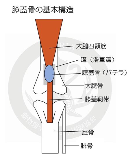 パテラ脱臼：