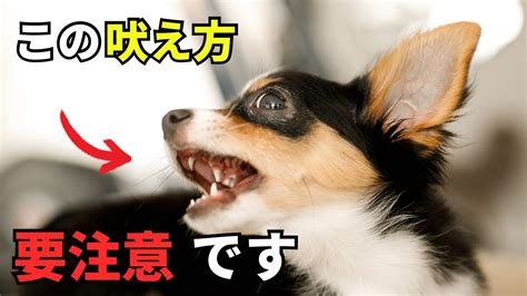 パピヨンが吠える理由とその対処法