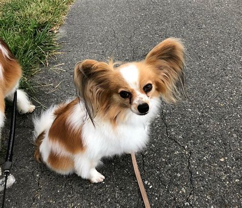 パピヨンの散歩：愛犬との安全で楽しい散歩のための包括ガイド