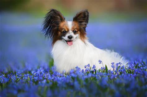 パピヨン散歩の究極ガイド: 愛犬との最高の散歩を実現するステップバイステップガイド